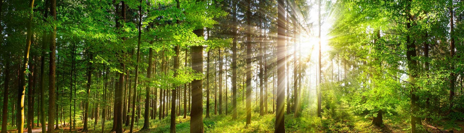 Sunlight beaming through trees