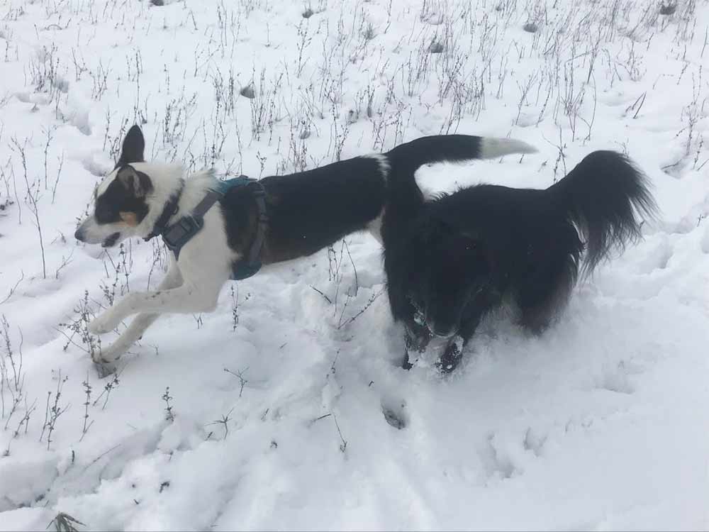 Dogs playing in snow: Dracena (Puppers) and Harley Quinn